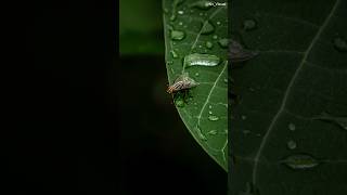 Insect Photography Without a Macro Lens