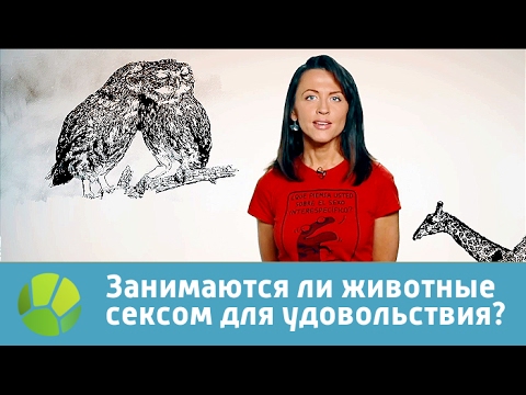 Видео: Аргументы в пользу того, что домашние животные могут заниматься сексом друг с другом - Можно ли домашним животным заниматься сексом друг с другом?