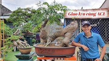 Bonsai Lộc Vừng ,Cóc Quái ,Sam Trái ,Linh Sam ,Khế Chua Giao Lưu 8/12 ( Cảnh 0905 999 111 )