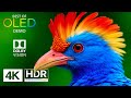 Best of OLED Demo in 4K HDR 120fps - Dolby Vision