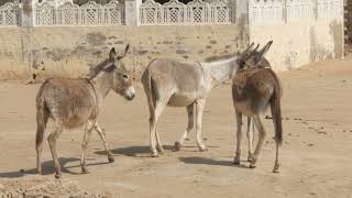 Donkeys of the Desert: Tough and Resilient"4. "Oasis Oddities: The Quirky Desert Donkey"5. "Dune