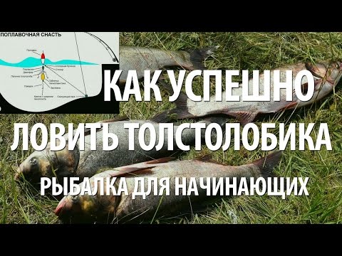 успешная рыбалка на толстолобика