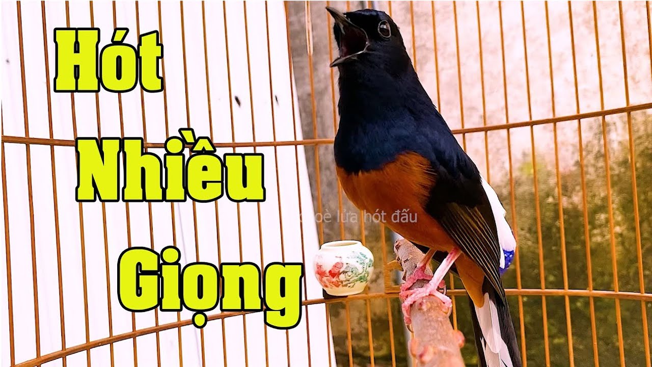 💥Choè Lửa hót Nhiều Giọng CỰC HAY  kích chim nhanh ra giọng học giọng /Chòe lửa kích lửa cực sung