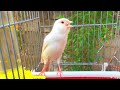 تغريد طائر الكناري رهيب لتحفيز و تهييج الاناث و الذكور كناري على التزاوج و الغناء المستمر تغريد طائر الكناري رهيب لتحفيز و تهييج الاناث و الذكور كناري على التزاوج و الغناء المستمر
