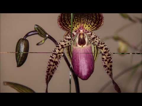 Orchidea kiállítás csodái