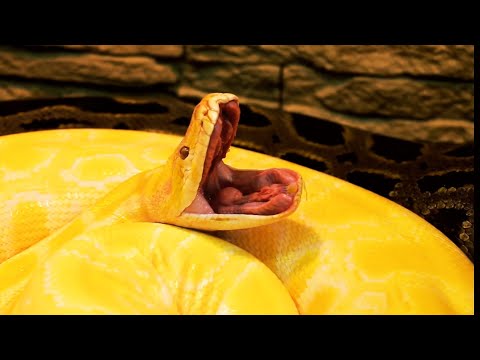 Funny and cute animals yawning 😺🐤🐪