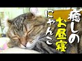 【猫・寝顔】癒しのお昼寝にゃんこ〜初めての猫カフェ #4〜【Cat Cafe にゃんこと】にゃんこ編集部 #27