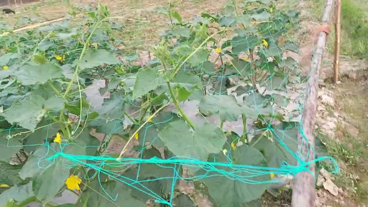 শসা চাষ পদ্ধতি #শসার জানলা কিভাবে দিবেন #