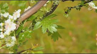 flying snake hunts leaping lizard