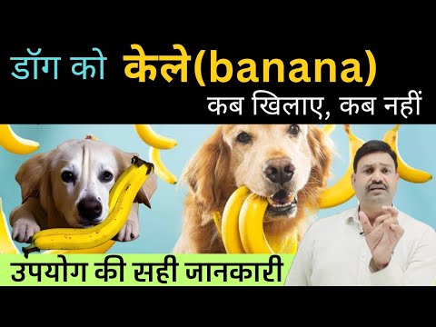 वीडियो: क्या कुत्ते केले के चिप्स खा सकते हैं?