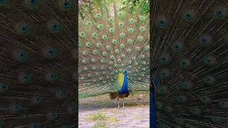 #highlights #birds #peacock #trending #youtube #youtubeshorts #video #viral #viralvideo