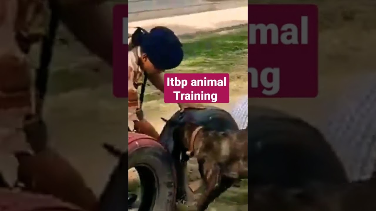 itbp animal transport condigent training in BTC bhanu pachkula Hariyana army|navy|bsf|crpf.👍👍👍💥💥