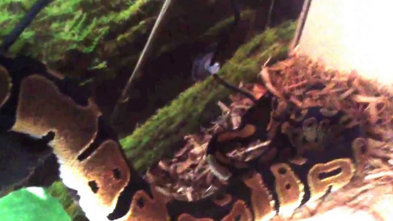camera iphone 8 plus apk Happy Ball Python Kratos 9/10/13