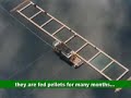 Alaska salmon farming