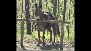 Brighton Michigan Bridle Trails by Holli Jacobs 66 views 1 year ago 2 minutes, 35 seconds