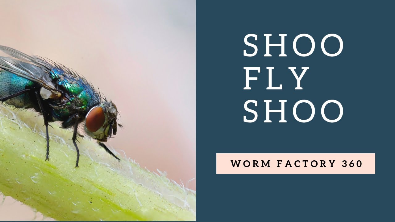 Worm Factory 360 Update Tackling Fruit Flies (wormfactory360 