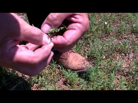 Video: Tungau Empedu Pada Pohon Poplar: Menyingkirkan Tungau Eriophyid Pada Pohon Poplar