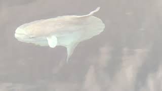 Sunfish out of Dana wharf