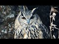 밤의제왕 '수리부엉이'가 보는 '새들의 전쟁'  Eagle owl looks at the war of birds