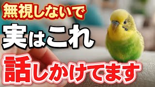 金剛インコ Archival Edition] 7 Behaviors That Budgies Are Talking To You That