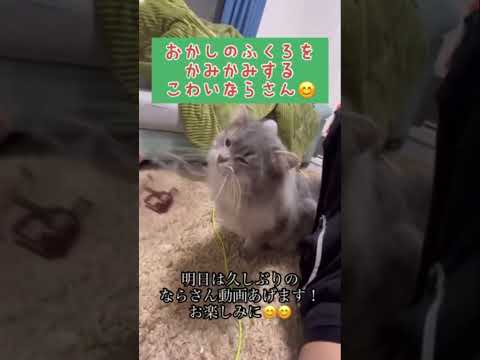 猫ラガマフィンの本気噛み😼#cat #ラガマフィン#かみかみ#shorts