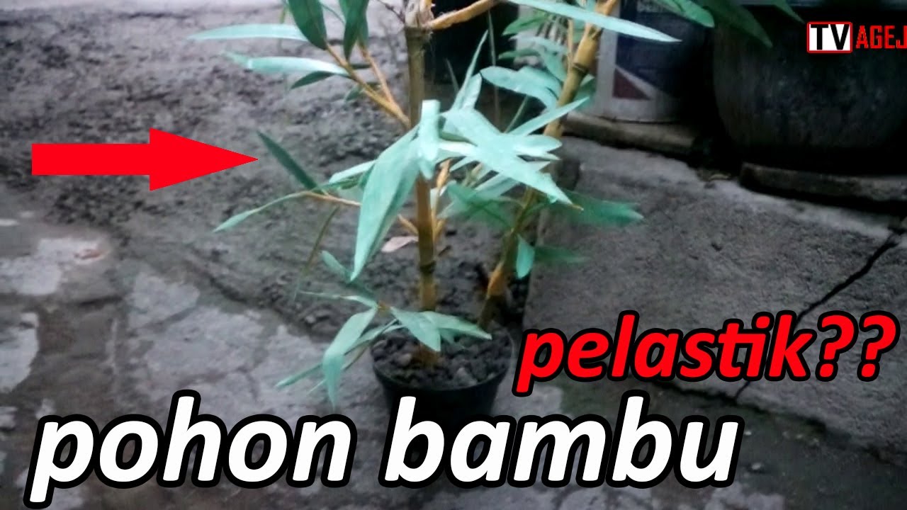 Cara membuat pohon bambu dari barang bekas pelastik mirip 