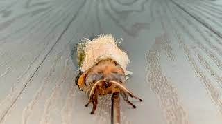 Antheraea Polyphemus Moth Eclosing