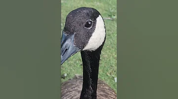 CANADIAN GEESE 
