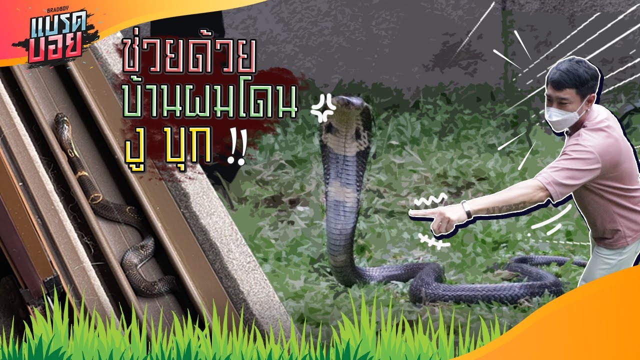 ผวา งูเข้าบ้าน จนต้องตาม คุณนิก WILDLIFE มาช่วย! | Bradboy