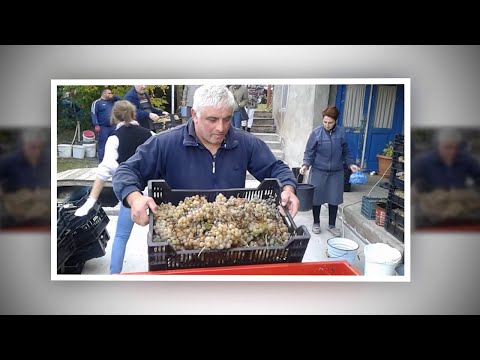 რთველი - 2021 (ასლანიშვილის მარანი)