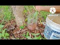 バニラの挿木、植え付け planting vanilla from cuttings