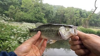 Fishing the Sawmill River - Westchester County, NY - Are there fish?