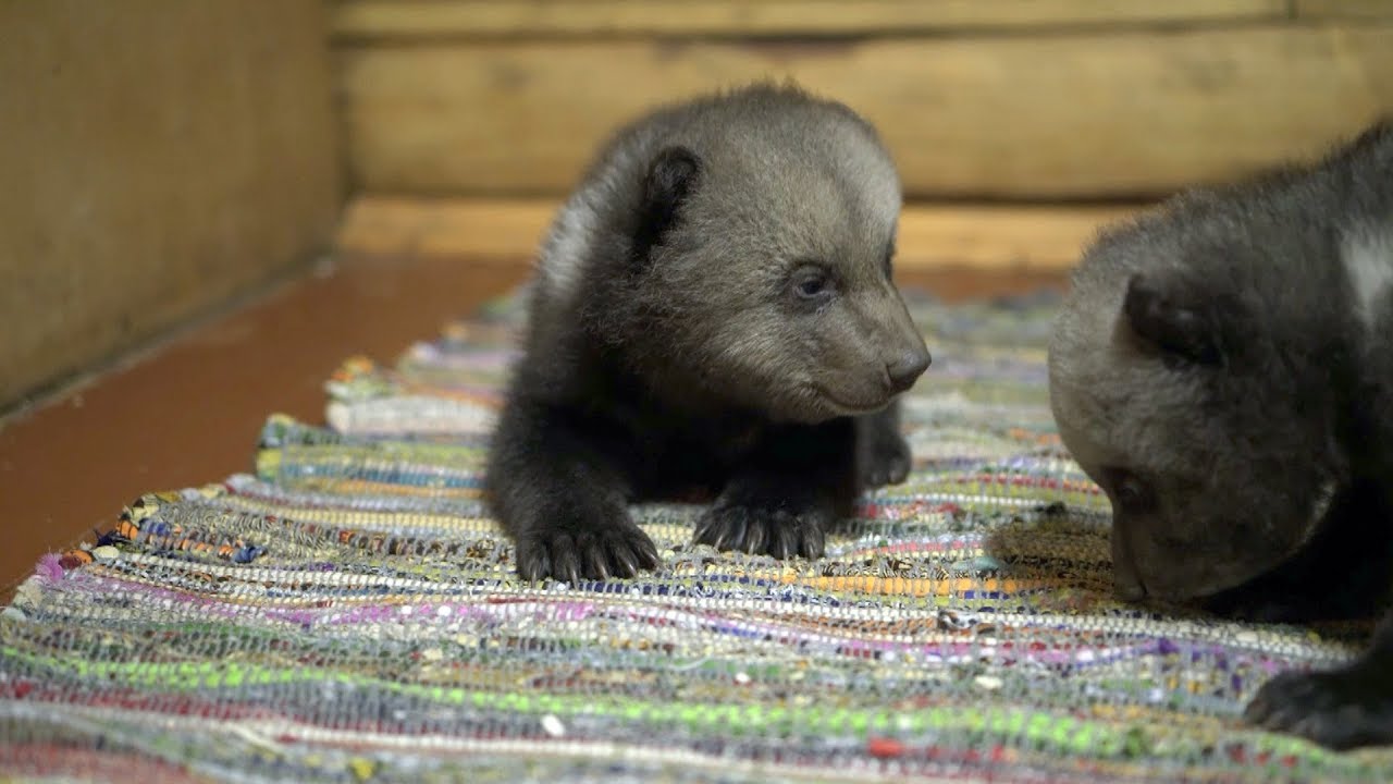 A family's efforts to save Russia's bears