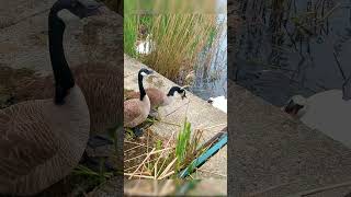 swan  vs Canada geese  01 20230510 shorts