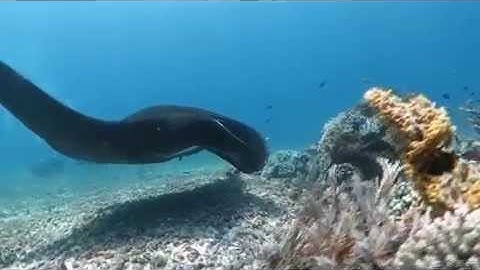 MantaWatch Internship Program 2015 - Video Diary - Week 2