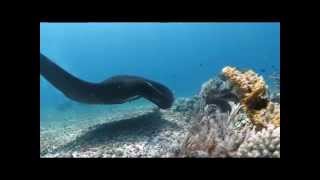 MantaWatch Internship Program 2015 - Video Diary - Week 2