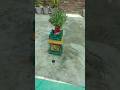 तुलसी की माला कभी नहीं उतारने चाहिए संपूर्णजानकारी #tulsi #motivation #plants#garden#gardeninghacks