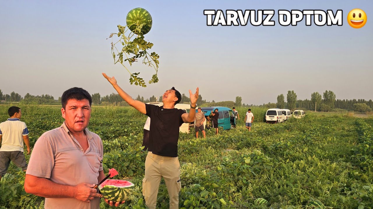 DEXQON BILAN TARVUZ PAYKALGA BORDIK TARVUZ EKIB FOYDA QILSA BOLADIMI?