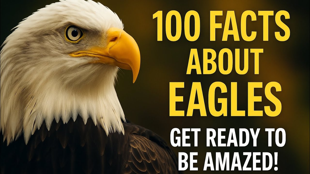 "100 Amazing Eagle Facts You Didn't Know!" - YouTube