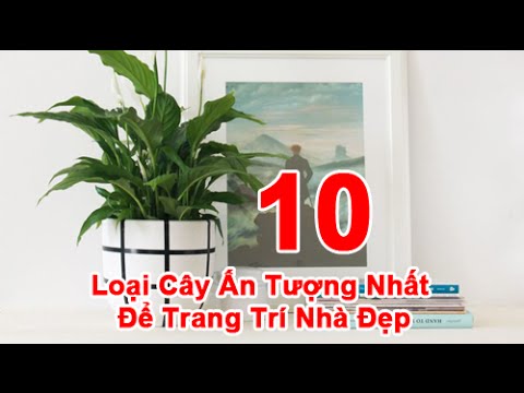 Video: Cách Trồng Cây Dương Xỉ Staghorn Trong Chậu - Trồng Cây Dương Xỉ Staghorn Trong Giỏ Dây