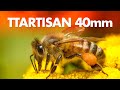 TTArtisan 40mm f/2.8 Macro Lens Review + Sample photos