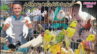 Kalar Syedan Birds and Pets Mandi || Birds and Pets open Market Kalar Syedan Rawalpindi