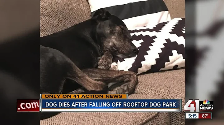 Dog dies after falling five stories off KC rooftop...