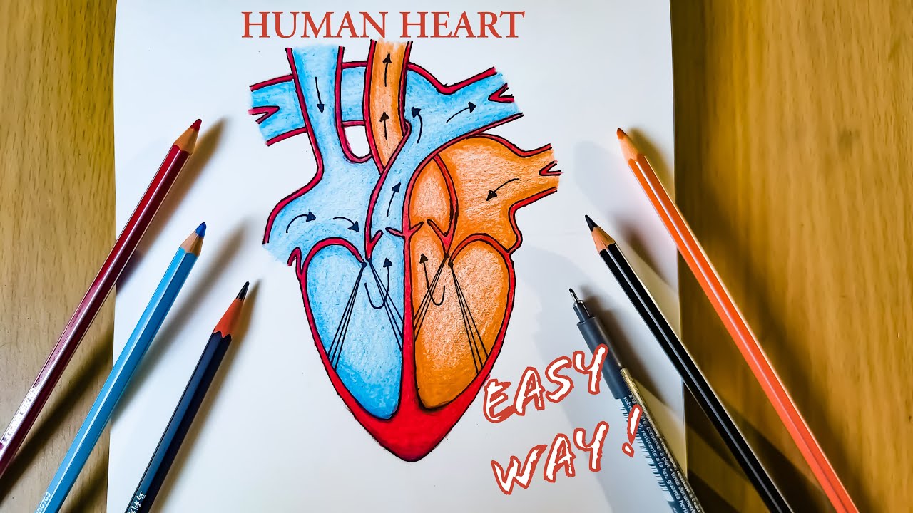 How to Draw Human Heart Diagram Drawing /10th science diagram / easy ...