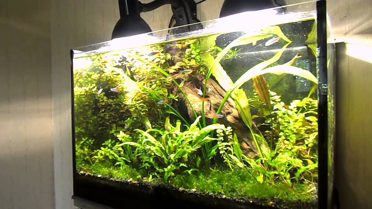 Кормление сухим кормом - YouTube