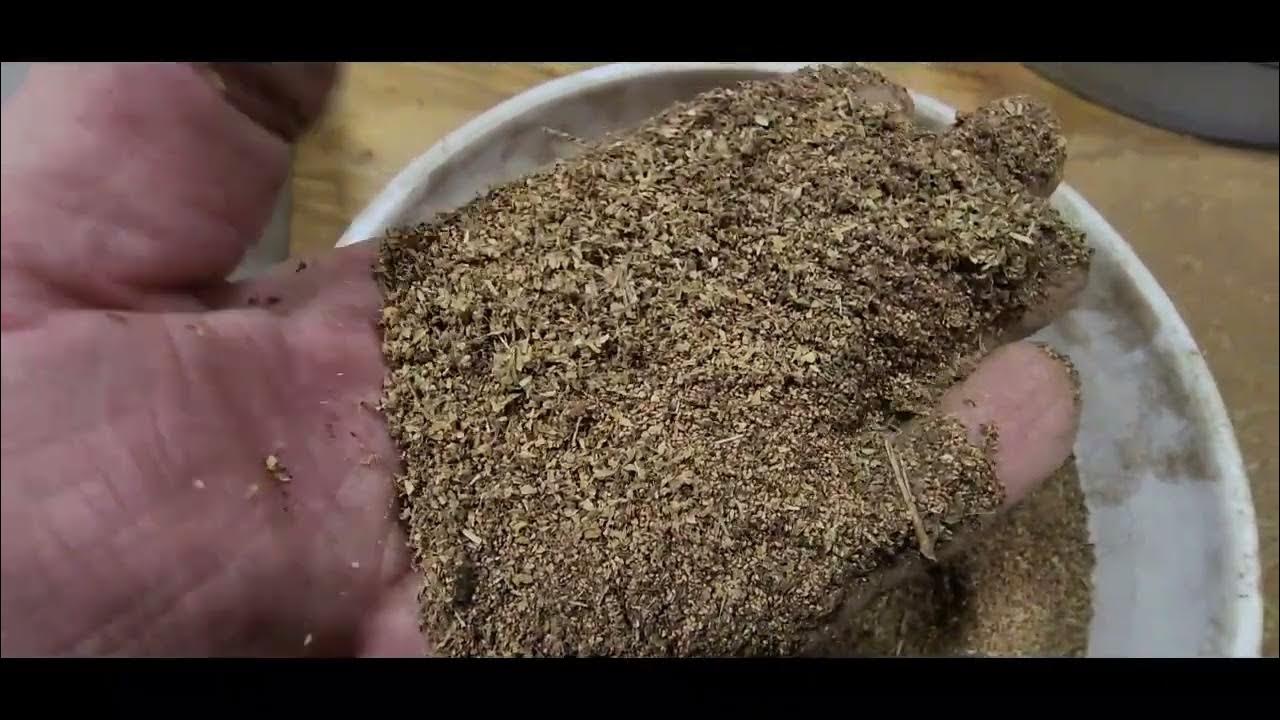 Cleaning Wildflower Seed Series Tall Cinquefoil YouTube