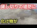 【貸し切りの堤防に】化け物が潜んでいました!まさかの展開に衝撃を覚えました【飲ませ釣り/エギング】