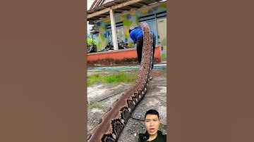Gặp nguy hiểm khi nuôi trăn khổng lồ ở miền Tây #snake