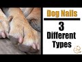 3 Types Of Dog Nails