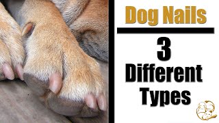 3 Types Of Dog Nails | Pro Pet Grooming Tips !